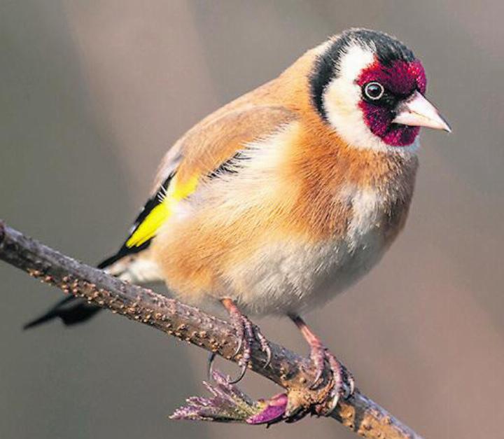 Vielleicht der bunteste Gartenbewohner: der Stieglitz oder Distelfink. Foto: zVg