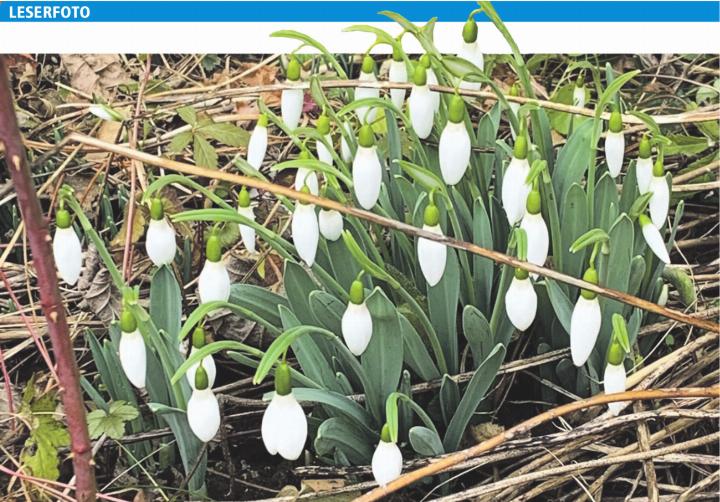 Wunderschön blühende Schneeglöckchen. Gesehen in Laufenburg. Leserfoto: Margrit Freudemann, Kaisten