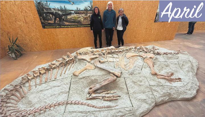 XL MACHT SICH BREIT Das Fricker Sauriermuseum bekommt eine Halle: schliesslich braucht auch «XL», der 210 Millionen Jahre alte Plateosaurier, genügend Platz.
