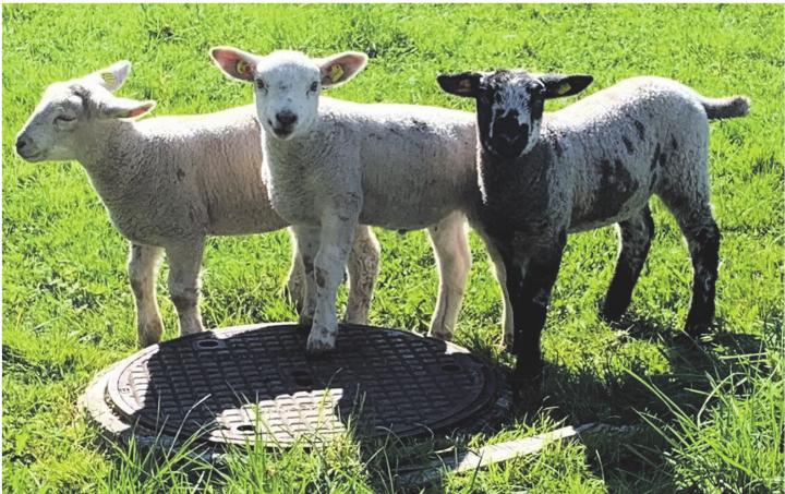 «Sind wir drei nicht fotogen?», scheint ihr Blick zu sagen. Gesehen in Kaisten. Foto: Margrit Freudemann