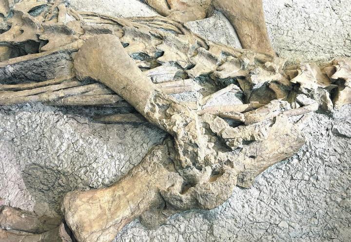 Die verletzte Schulter des Plateosaurus im Naturhistorischen Museum in Zürich. In der Ausstellung wurde eine Kopie verbaut, um das Original für die Untersuchungen zur Verfügung zu haben. Foto: Andrea Oettl