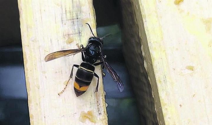 Täglich kommt es vor: Asiatische Hornisse, gesichtet diese Woche an einem Bienenstand in Rheinfelden. Fotos: zVg