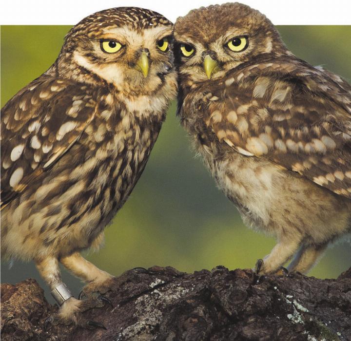 Als typischer Vogel unser offenen Kulturlandschaft war der Steinkauz bis in die Mitte des letzten Jahrhunderts weit verbreitet. Foto: Martin Becker