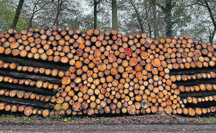 Fast ein Kunstwerk, jedenfalls sehr ordentlich: grosser Holzvorrat, gesehen im Rheinfelder Wald. Foto: Valentin Zumsteg