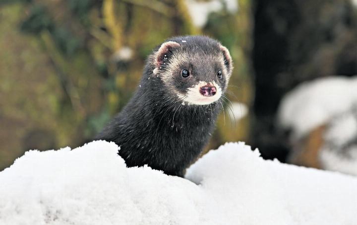 Iltis im Schnee. Foto: zVg