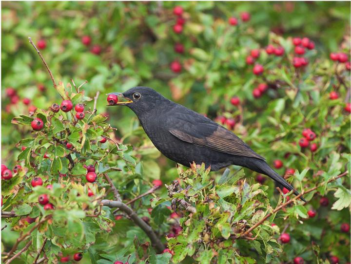 An einheimischen Sträuchern und Bäumen finden Vögel wie die Amsel im Herbst und Winter reichlich Nahrung in Form von Beeren. Foto: Michael Gerber An einheimischen Sträuchern und Bäumen finden Vögel wie die Amsel im Herbst und Winter reichlich Nahrung in Form von Beeren. Foto: Michael Gerber