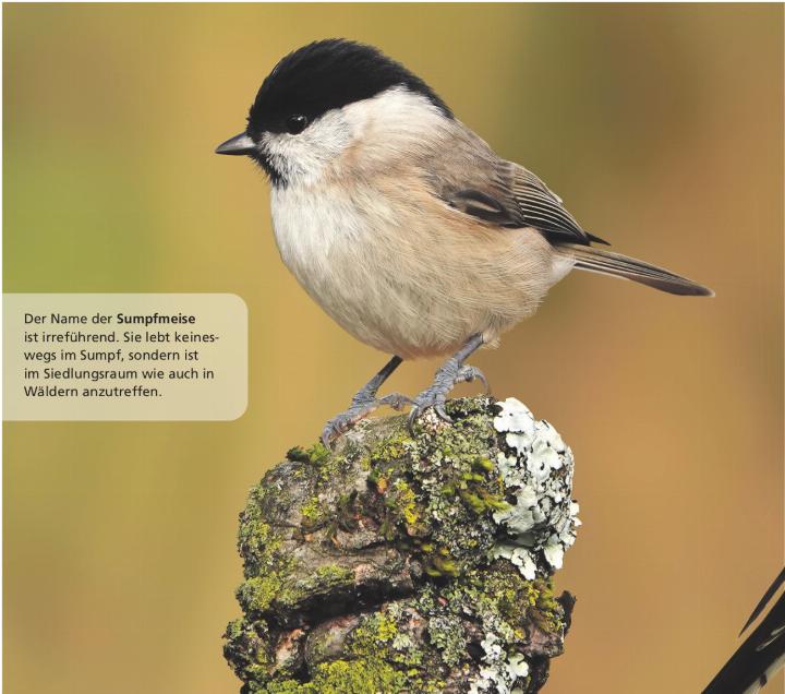Der Name der Sumpfmeise ist irreführend. Sie lebt keineswegs im Sumpf, sondern ist im Siedlungsraum wie auch in Wäldern anzutreffen.