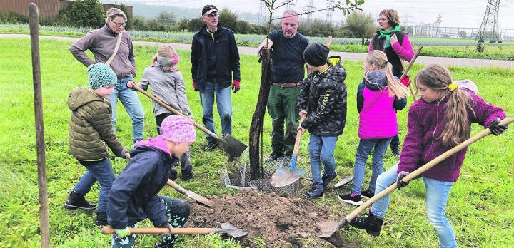 Im «Obert» wurden vier Kaister Feldapfelbäume gepflanzt. Foto: zVg