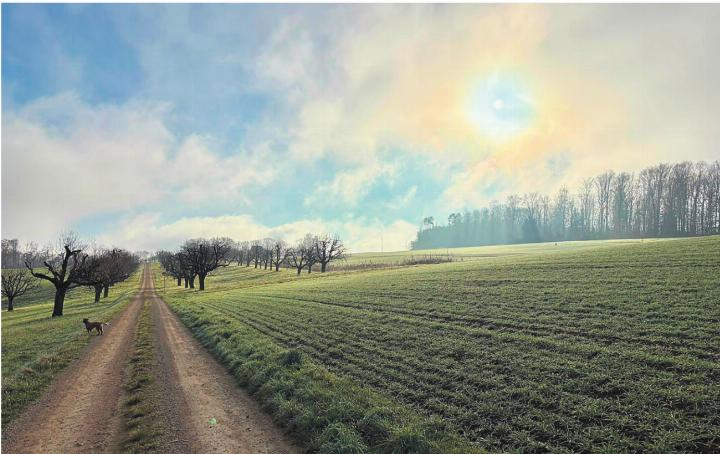 Ein mystischer Spaziergang oberhalb Münchwilen. Foto: Daniela Trütsch, Stein