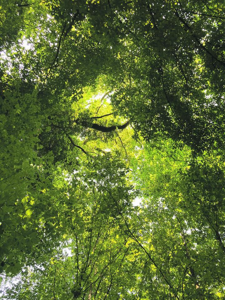 Abseits eines Wegs und in rund 150 Metern Distanz zum Waldhaus hat die Gemeinde Möhlin eine Fläche für Waldbestattungen definiert. Archivfoto: Ronny Wittenwiler