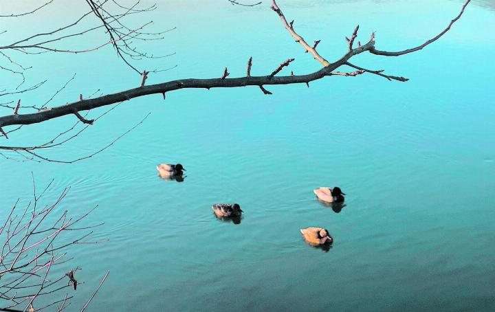 Am Rhein ist man nie allein, so auch hier bei Sisseln. Foto: Karin Pfister