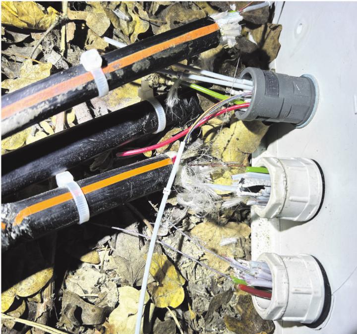 In Rheinfelden soll das Wolfsrudel für die Sabotage des Glasfaserkabel-Netzes verantwortlich sein. Foto: zVg