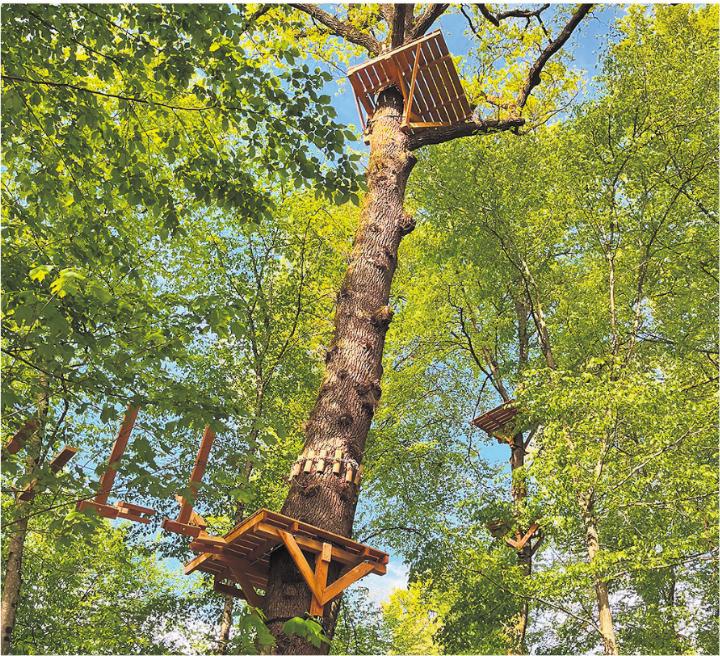 Es geht hoch hinaus: Adrenalinjunkies kommen im Seilpark bald auf ihre Kosten.