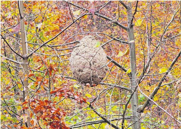 Viele Nester im Fricktal: Dieses grosse Exemplar ist in Rheinsulz entdeckt worden. Foto: zVg
