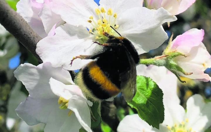Diese Hummel – gesehen in Kaisten – ist schon fleissig am Pollen sammeln. Leserfoto: Margrit Freudemann, Kaisten