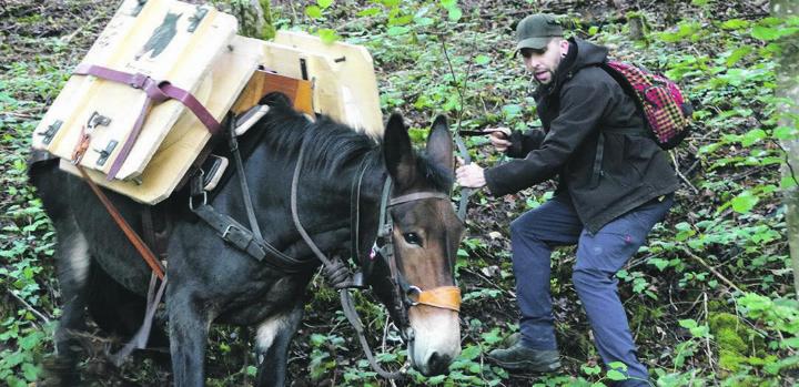 Maultiere waren noch im letzten Jahrhundert bei vielen Menschen im Wallis eine unentbehrliche Hilfe beim Transport von Käse, Holz oder als Reittier. Foto: zVg