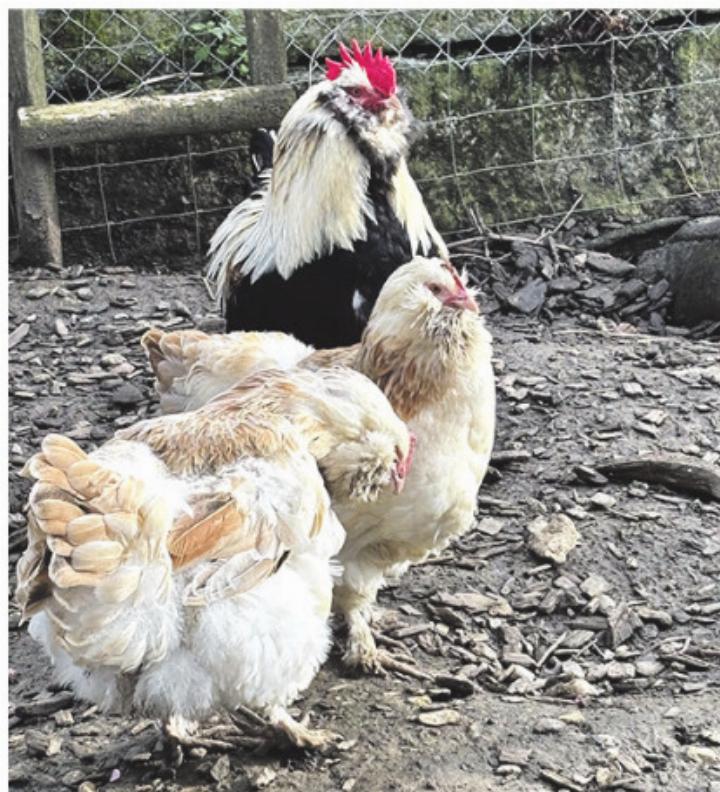 Ausgebüxt oder ausgesetzt? Foto: zVg