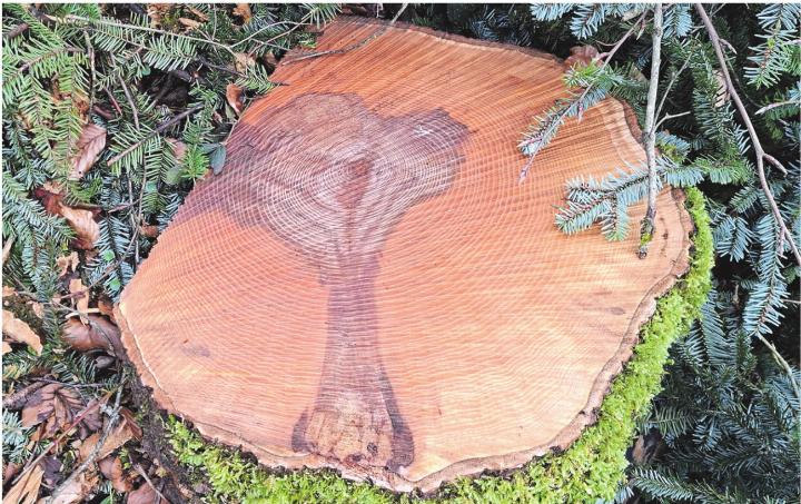 Ein Baum im Baum. Leserfoto: Georg Kalt, Laufenburg