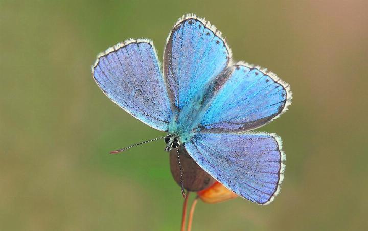 Ein Himmelblauer Bläuling, aufgenommen dieser Tage am Bahnbord in Möhlin. Foto: Urs Kägi, Wegenstetten