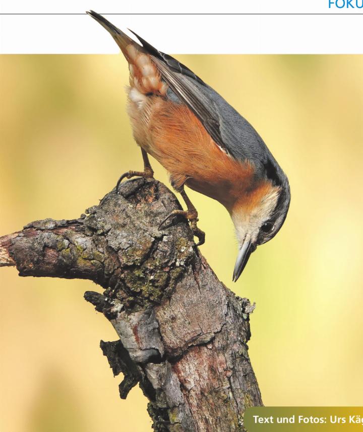 Ob sich da etwas finden lässt? Ein Kleiber späht nach Nahrung.