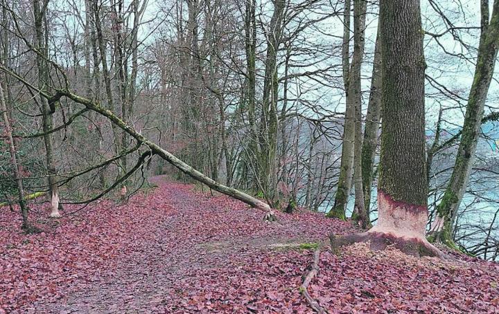 Der Biber hat in Wallbach am Rhein ein neues Projekt. Foto: Fritz Gisin, Münchwilen