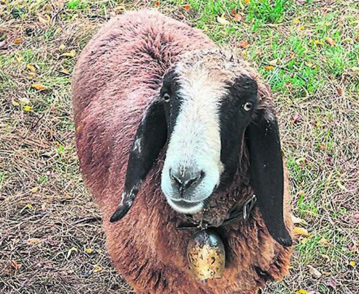 Schafe gehören bei der Blauzungenkrankheit zu den gefährdeten Tierarten. Symbolfoto: sh