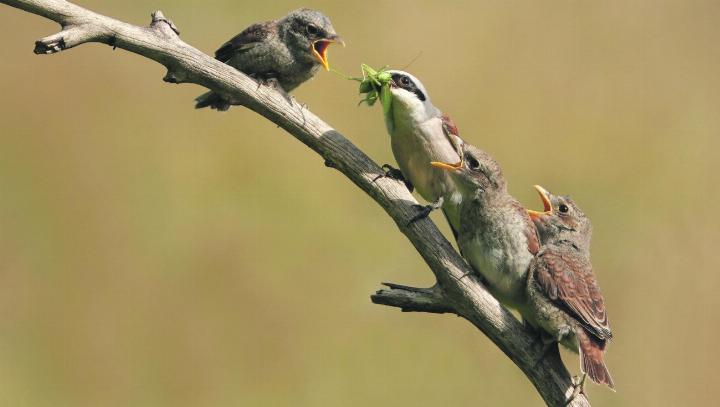 Der Hunger ist gross, entsprechend hartnäckig wird das Männchen vom Nachwuchs bedrängt. Text und Fotos: Urs Kägi