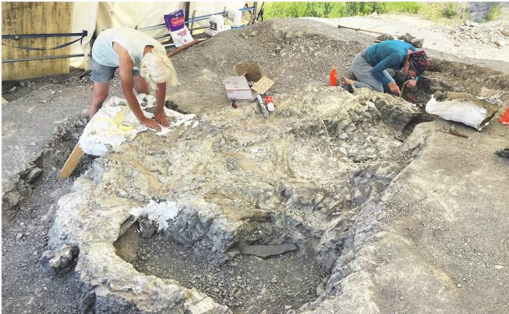 «Romeo&Julia», zwei nebeneinanderliegende Plateosaurier werden freigelegt. Der Bogen im Vordergrund entspricht dem Hals von «Julia». Fotos: zVg