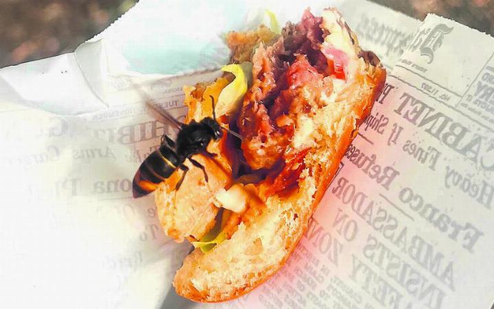 Im Anflug: Asiatische Hornissen scheinen auch Fleisch zu mögen; gesehen bei der Buvette an der Rheinfelder Rheinpromenade. Foto: zVg