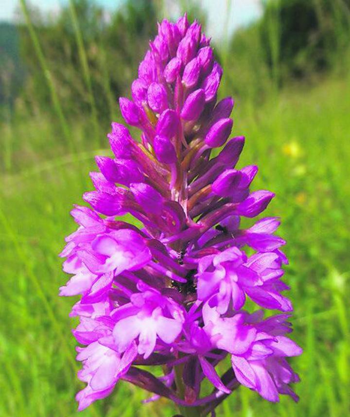 Eine Spitzorchidee, fotografiert von Benno Zimmermann. Foto: zVg