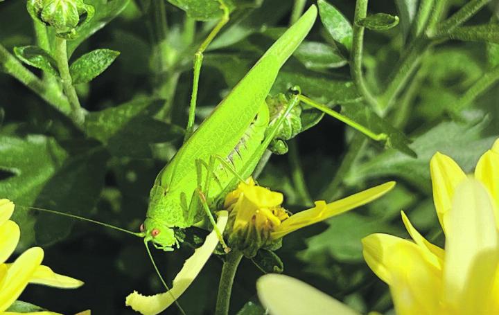 Gefrässiger Heugümper in einem Kaister Garten. Foto: Susanne Hörth