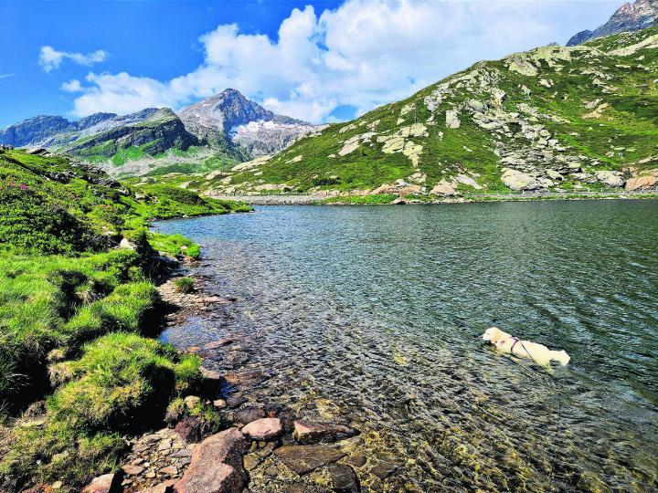 Hündin Fay beim Baden im See auf dem San-Bernardino-Pass. Foto: Martin Kohler, Wittnau