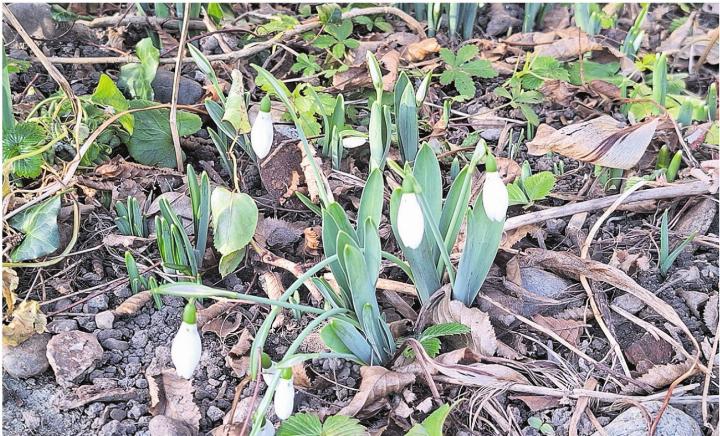 Der Frühling ist nicht mehr weit. Blühende Schneeglöckchen entdeckt bei einem Neujahrsspaziergang in Laufenburg. Foto: Georg Kalt