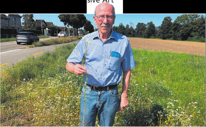 «Jede Pflanze des Einjährigen Berufkrauts kann bis zu 50 000 Samen freisetzen. Die Insekten haben nichts an ihr», sagt Urs Fischer.