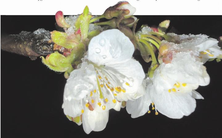 Foto: Susanne Hörth