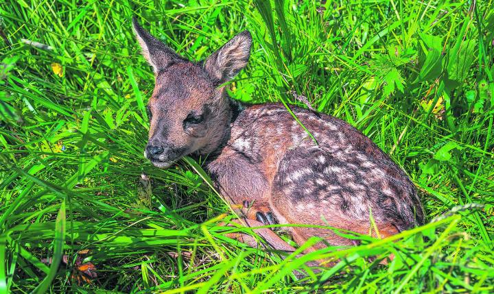 Dieses Kitz wurde in diesem Jahr in Magden gesichert. Foto: zVg