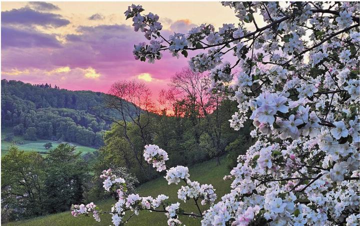 Apfelblüten treffen auf Sonnenuntergang: gesehen in Obermumpf. Gabriela Stocker, Obermumpf