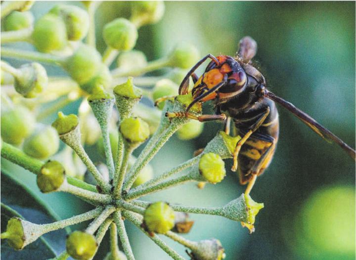 Asiatische Hornisse Foto: Claude Flückiger