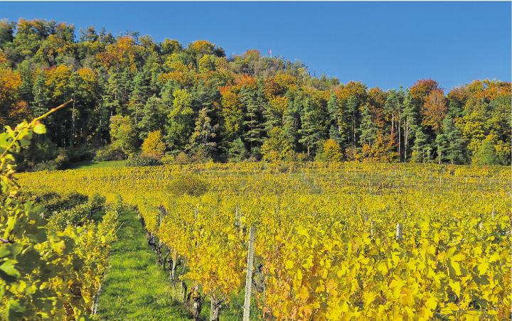 Der Herbst in seinen schönsten Farben. Blick Richtung Homberg in Wittnau. Foto: Martin Kohler, Wittnau