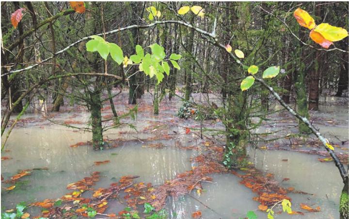 Wo Fuchs und Hase um die Wette schwimmen? Hardwald in Kaisten unter Wasser. Foto: Margrit Freudemann, Kaisten