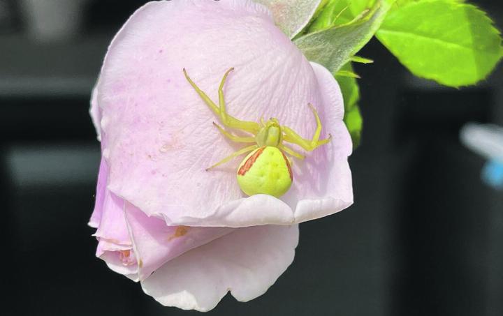 Krabbenspinne in Möhlin gesehen. Foto: Böbbi Mahrer, Möhlin