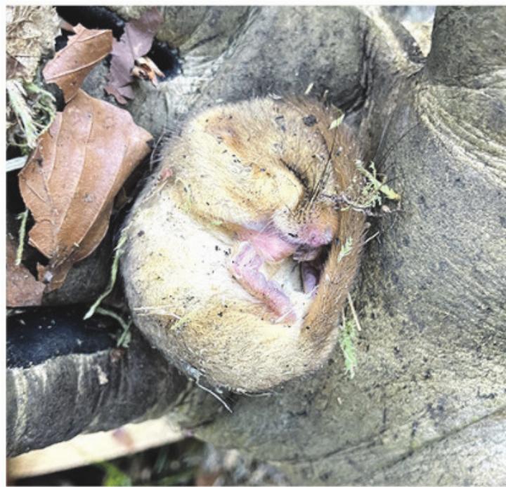 Eine schlafende Haselmaus. Foto: zVg
