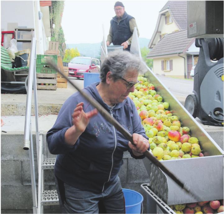 Die Äpfel rutschen in die Verarbeitung.