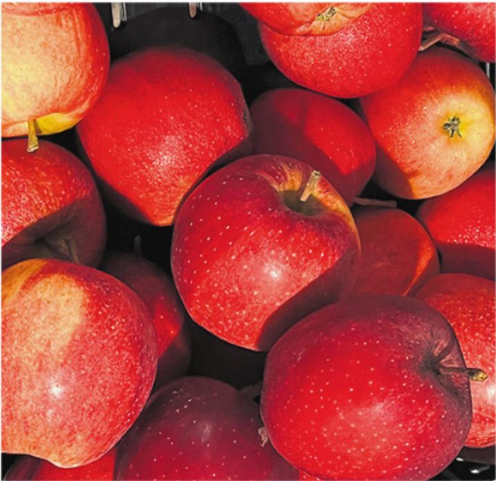 Laufend kommen neue Apfelsorten dazu. Foto: zVg