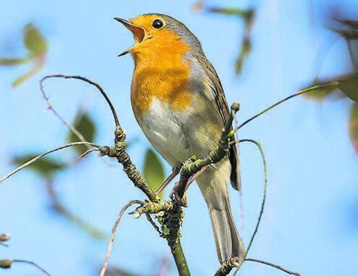 Vogel des Jahres: das Rotkehlchen. Foto: zVg