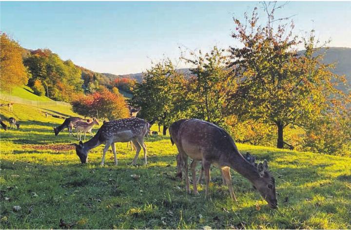 Auf rund zehn Hektaren Weiden leben auf der Pfrunder Wildfarm Damhirsche. Foto: zVg