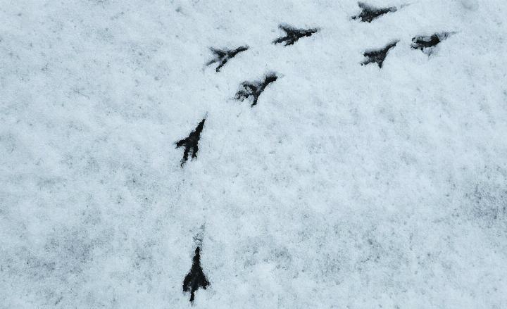 Gesehen in Obermumpf: Diese Abdrücke im Schnee von Krähen sehen aus wie die Formation der Patrouille Suisse. Foto: Gabriela Stocker