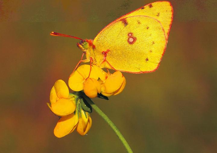 Eine Goldene Acht im morgendlichen Tau, aufgenommen in Wegenstetten. Als einer von wenigen Schmetterlingen fliegt die Goldene Acht, je nach Witterung, bis in den November hinein. Leserfoto: Urs Kägi, Wegenstetten