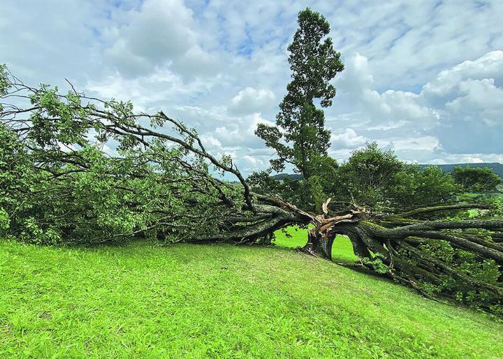 «Die Natur gibt, die Natur nimmt», sagt ein Sprichwort. Die wunderschöne, rund 200 Jahre alte Stieleiche wurde am 1. August ein Opfer des Sturmes. Fotos: Willi Wenger