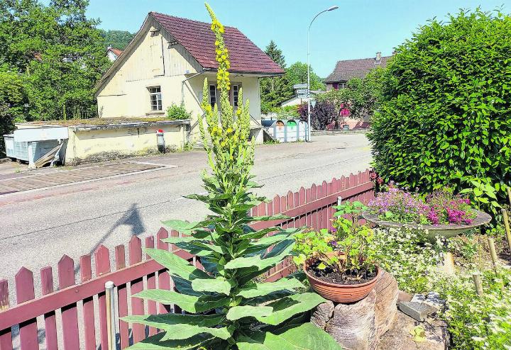 «In unserem Garten steht eine über zwei Meter hohe Königskerze», schreibt Gaby Hasler. Foto: Gaby Hasler, Obermumpf